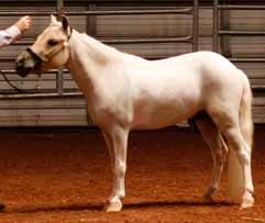 WeeOkie 's Lil Dreamer