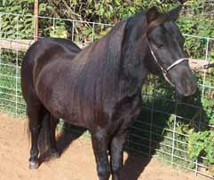 WeeOkies Majestic Briquette