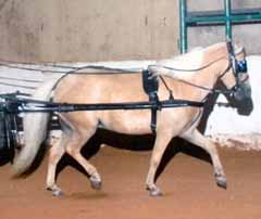 WeeOkie 's Golden Holiday