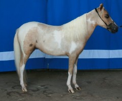 WeeOkie's Golden Nugget