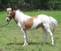 McSperitts Memphis Masterpiece