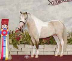 WeeOkie 's Cool Dude's Oasis