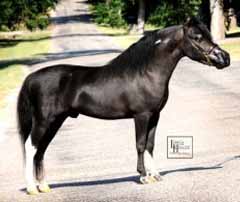 WeeOkie 's Cool Dude's Valiant