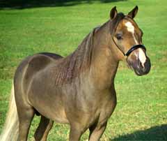 WeeOkie 's Reflections Cowboy Casanova
