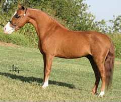 Hartin's Toy Reflection