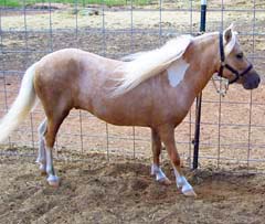 WeeOkie 's WG Barrington