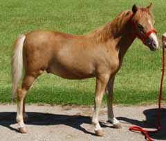 WeeOkie's Reflections Iconic Boy